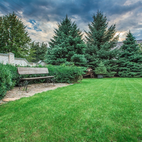 Professional Tree Care Service Near Me