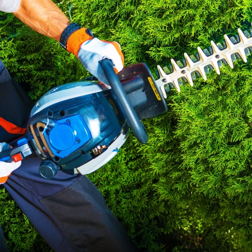 Tree Care Service Near Me