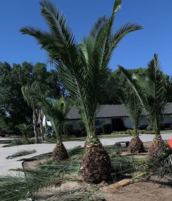 Tree Care Experts Near Me