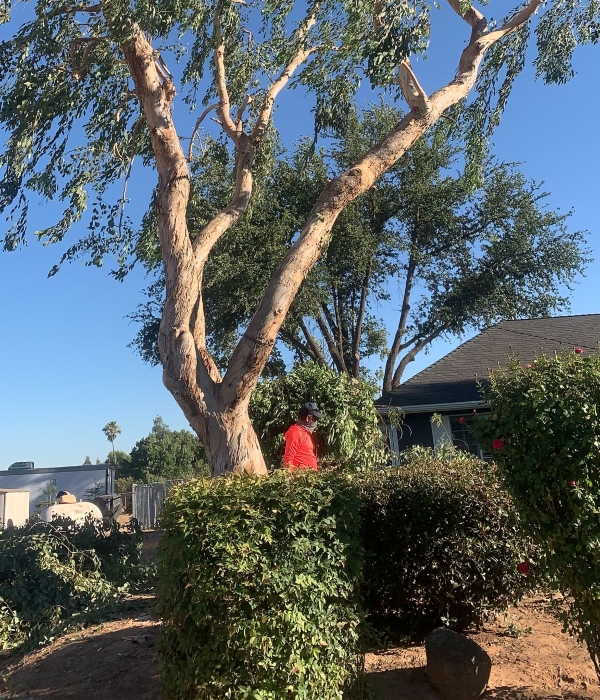 Best Tree Care Man Near Me
