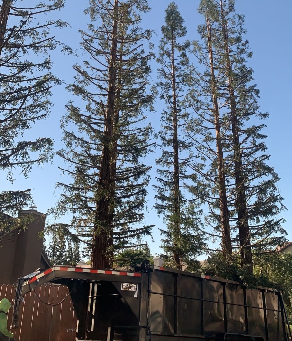 Tree care Experts near me