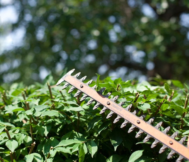 Tree, Shrub & Palm Tree Trimming/Pruning