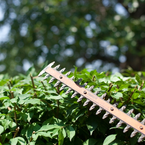 Tree, Shrub & Palm Tree Trimming/Pruning